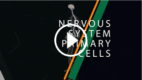 Nervous System Primary Cells