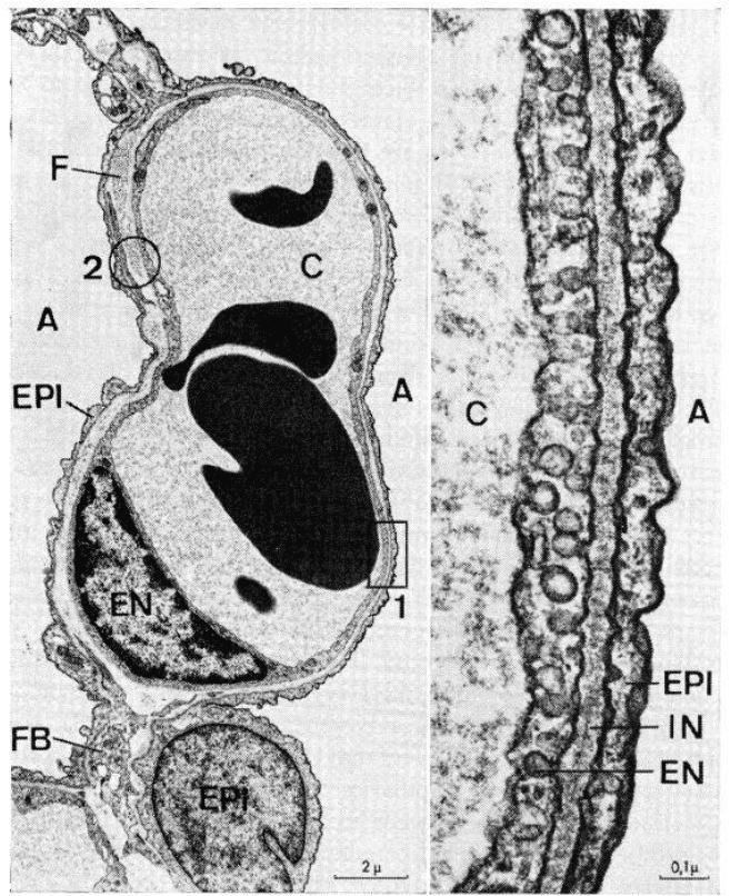 Application of Human Alveolar Macrophages