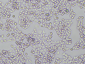 Brightfield micrograph of A2780 Luciferase Reporter Cell Line, showing adherent and suspension growth, 10X magnification.