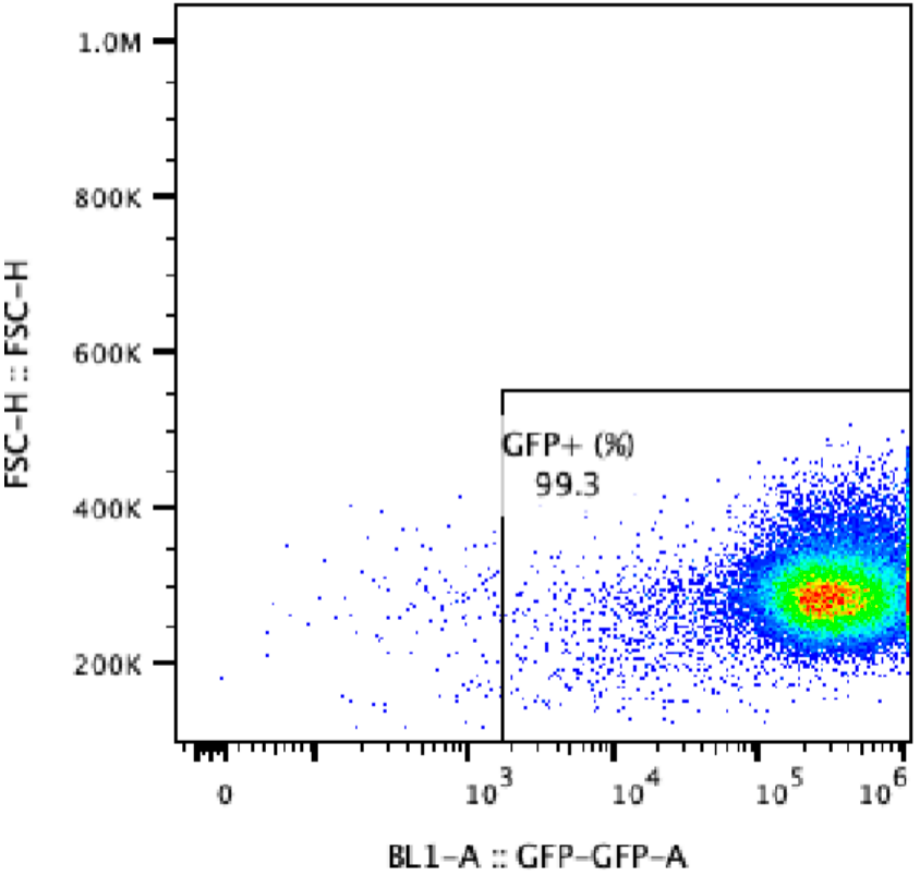 Flow cytometry plot of Akata-EGFP Reporter Cell Line, showing EGFP expression to be 99.3%.