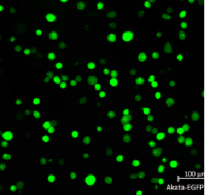 Flow cytometry plot of Akata-EGFP Reporter Cell Line, showing EGFP expression to be 99.3%.
