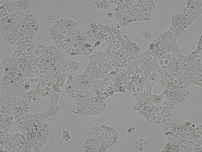 Brightfield micrograph of BxPC-3 Luciferase Reporter Cell Line, showing adherent growth.