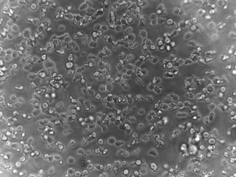 Brightfield micrograph of C1498 Luciferase Reporter Cell Line, showing suspension growth, 20X magnification.