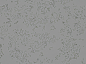 Brightfield micrograph of C666-1 Luciferase Reporter Cell Line, showing adherent growth.
