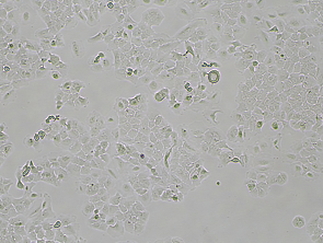 Brightfield micrograph of CAOV3 Luciferase Reporter Cell Line, showing adherent growth, 4X magnification.