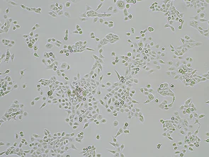 Brightfield micrograph of Cal27 Luciferase Reporter Cell Line, showing adherent growth, 4X magnification.