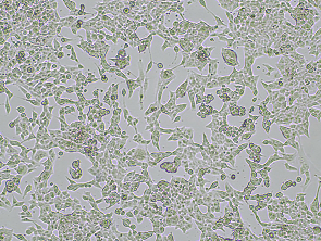 Brightfield micrograph of GL261 GFP Reporter Cell Line, showing adherent growth, 4X magnification.