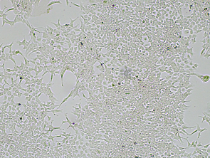 Brightfield micrograph of HCT-116 GFP Reporter Cell Line, showing adherent growth, 4X magnification.