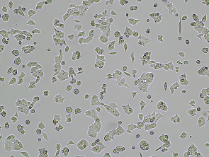 Brightfield micrograph of HCT-116-LUC, adherent growth, 4X mag.