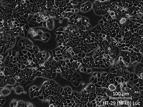 Brightfield micrograph of HT-29 (NFkB) Luciferase Reporter Cell Line, showing adherent growth, 20X magnification.
