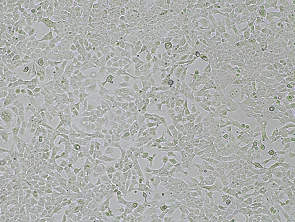 Brightfield micrograph of Hepa 1-6 Luciferase Reporter Cell Line, showing adherent growth, 4X magnification.