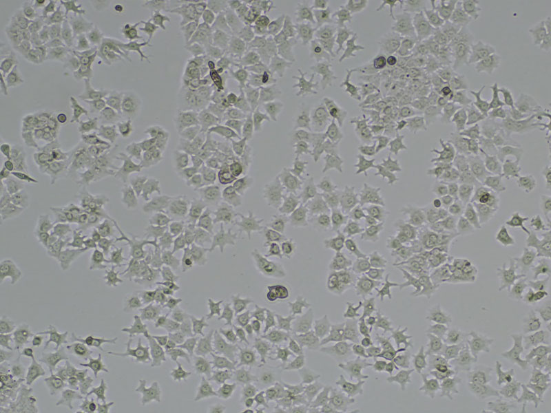 Brightfield micrograph of HuH-7 Luciferase Reporter Cell Line, showing adherent growth, 4X magnification.