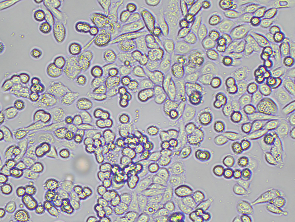 Brightfield micrograph of MDA-MB-468 Luciferase Reporter Cell Line, showing adherent growth, 10X magnification.