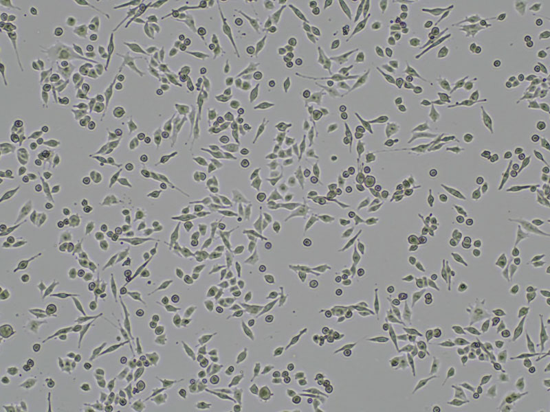 Brightfield micrograph of MIA PaCa-2 Luciferase Reporter Cell Line, showing adherent growth, 4X magnification.