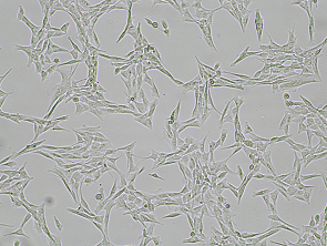 Brightfield micrograph of NCI-H1975 Luciferase Reporter Cell Line, showing adherent growth, 4X magnification.