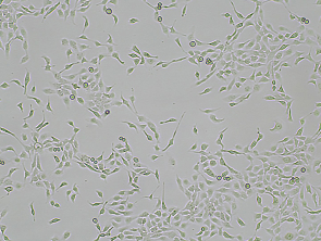 Brightfield micrograph of NCI-H2009 Luciferase Reporter Cell Line, showing adherent growth, 4X magnification.