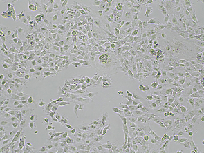 Brightfield micrograph of NCI-H2052 GFP Reporter Cell Line, showing adherent growth, 4X magnification.