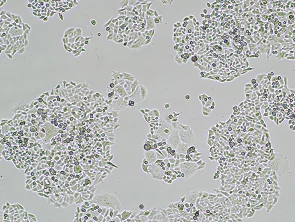 Brightfield micrograph of NCI-H520 Luciferase Reporter Cell Line, showing adherent growth, 4X magnification.