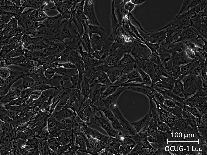Brightfield micrograph of OCUG-1 Luciferase Reporter Cell Line, showing adherent growth, 20X magnification.
