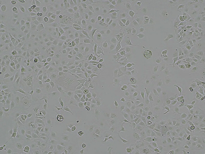 Brightfield micrograph of OVCAR-3 Luciferase Reporter Cell Line, showing adherent growth.