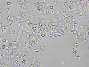 Brightfield micrograph of PC-9 Luciferase Reporter Cell Line, showing adherent growth, 10X magnification.