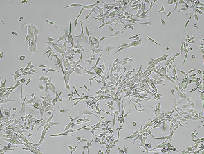 Brightfield micrograph of Panc02 Luciferase Reporter Cell Line, showing adherent growth, 4X magnification.