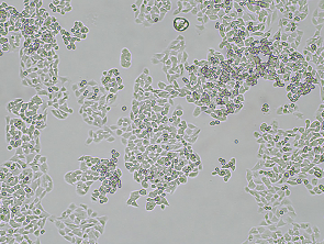 Brightfield micrograph of RM-1 Luciferase Reporter Cell Line, showing adherent growth, 4X magnification.