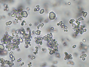 Brightfield micrograph of RPMI8226 Luciferase Reporter Cell Line, showing suspension growth, 10X magnification.