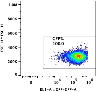 Flow cytometry plot of SCC7 GFP Reporter Cell Line, showing GFP expression to be 100%.