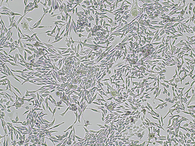 Brightfield micrograph of SCC7 GFP Reporter Cell Line, showing adherent growth, 4X magnification.