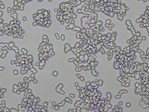 Brightfield micrograph of SHP-77 Luciferase Reporter Cell Line, showing adherent growth.