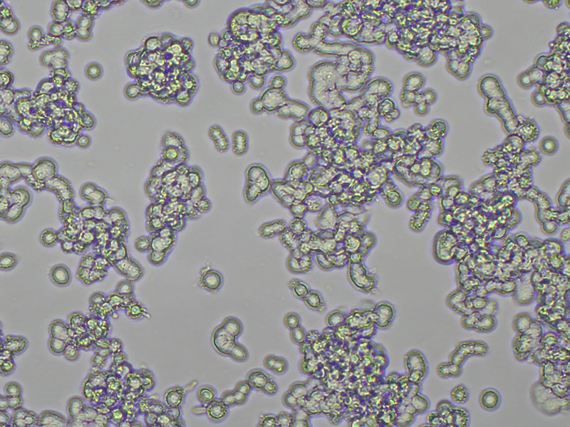 Brightfield micrograph of SHP-77 Luciferase Reporter Cell Line, showing adherent growth, 10X magnification.
