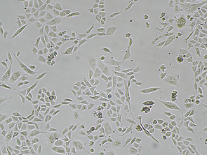 Brightfield micrograph of SK-LU-1 GFP Reporter Cell Line, showing adherent growth, 4X magnification.