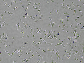 Brightfield micrograph of SK-OV-3 Luciferase Reporter Cell Line, showing adherent growth.