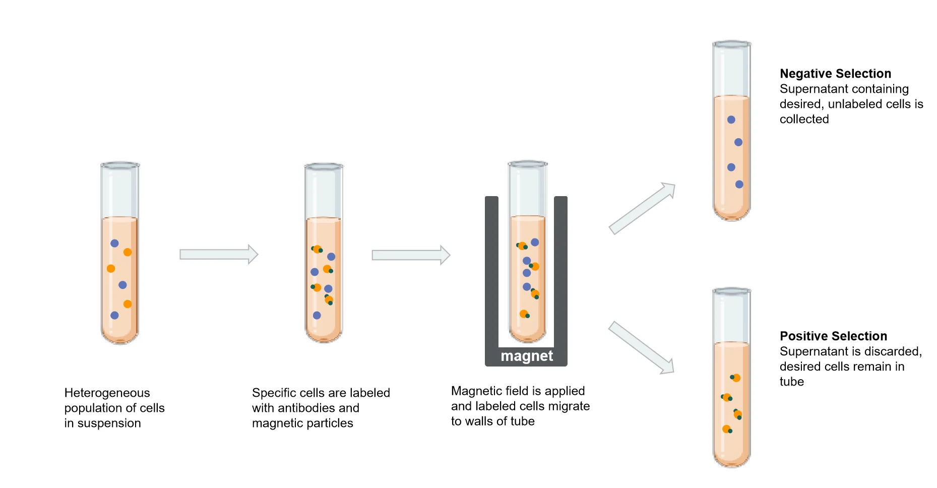Cell-Separation
