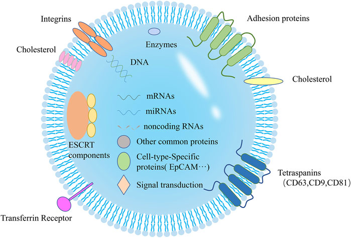 Stem Cell-derived Exosomes