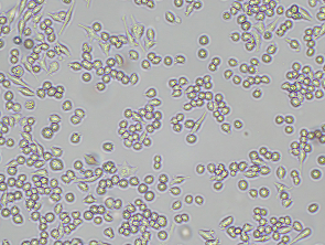 Brightfield micrograph of DC2.4 Mouse Dendritic Cell Line, showing adherent and suspension growth, 10X magnification.