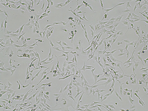 Brightfield micrograph of Human Renal Proximal Tubular Epithelial Cells, showing adherent growth, 4X magnification.