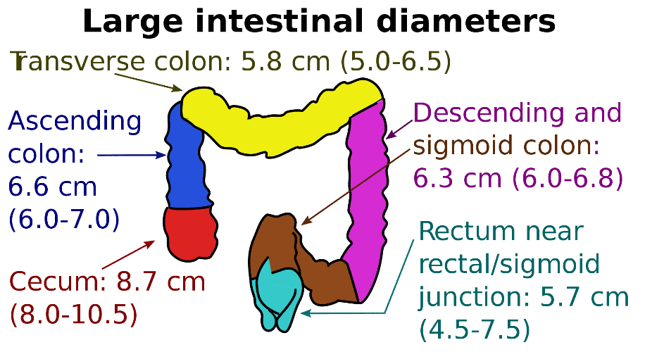 Human Colonic Epithelial Cells and Colon Diseases