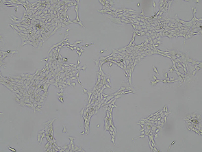 Brightfield micrograph of 4T1-OVA Luciferase Reporter Cell Line, showing adherent growth.