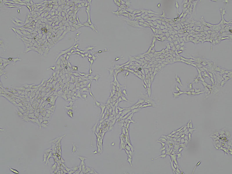 Brightfield micrograph of 4T1-OVA Luciferase Reporter Cell Line, showing adherent growth, 4X magnification.