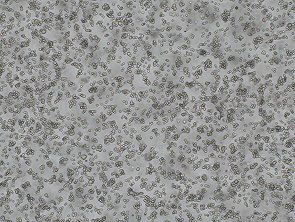 Brightfield micrograph of A20 Luciferase Reporter Cell Line, showing suspension growth.