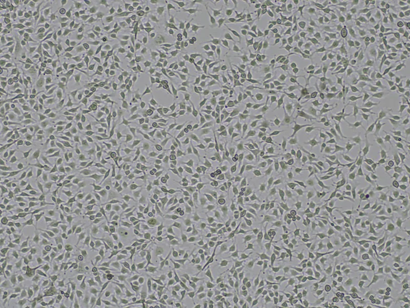 Brightfield micrograph of LB16-F10 Luciferase/tdTomato Reporter Cell Line, showing adherent growth, 4X magnification.