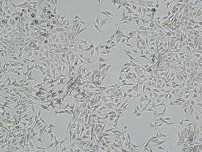 Brightfield micrograph of B16-OVA Luciferase Reporter Cell Line, showing adherent growth, 4X magnification.