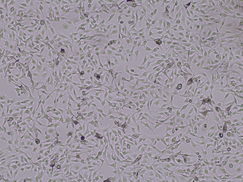 Brightfield micrograph of B16-OVA Luciferase Reporter Cell Line, showing adherent growth, 4X magnification.