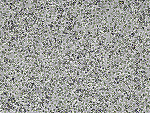 Brightfield micrograph of BV2 Luciferase Reporter Cell Line, showing adherent growth.