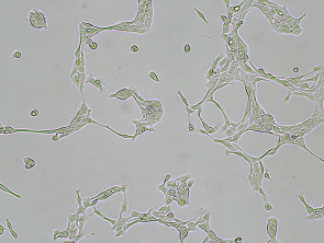 Brightfield micrograph of HCC70 Luciferase Reporter Cell Line, showing adherent growth, 4X magnification.
