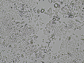Brightfield micrograph of HEC-1-B Luciferase Reporter Cell Line, showing adherent growth.