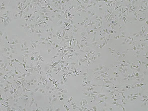 Brightfield micrograph of Hep3B Luciferase Reporter Cell Line, showing adherent growth, 4X magnification.