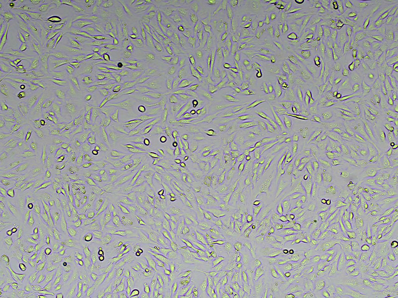 Brightfield micrograph of ID8 Luciferase Reporter Cell Line, showing adherent growth, 4X magnification.